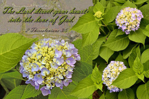 Free Download Inspirational Bible Verses Flowers Iii New HD Wallpaper
