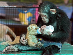 Aww! Chimp Lovingly Feeds Tiger Cub with Baby Bottle
