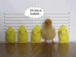 Baby chicks funny Easter peeps