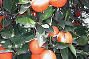 Tarocco Blood Orange is a mid-season Italian blood orange variety ...