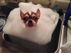 Cute Chihuahua Oreo with his adorable bubble bath hat