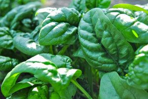 What Do Spinach Plants Look Like
