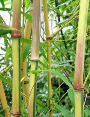 Yellow Green Stripe Bamboo Plant
