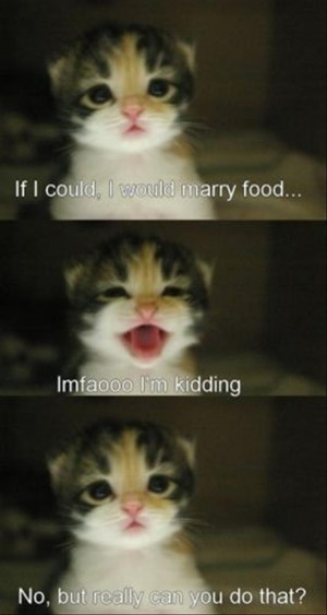 funny kittens, i love food