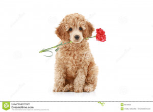 Apricot poodle puppy with red carnation. Isolated on white background.
