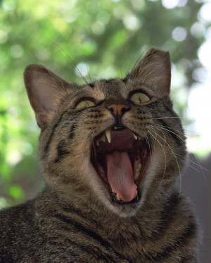 Cat Yawn: I
