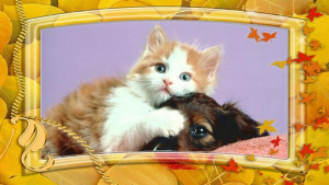 Pets As Family Quotes. QuotesGram