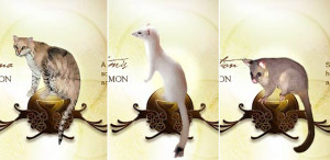 How Nicole Kidman Finds Her Power Animal