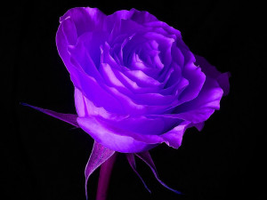 yorkshire_rose Blue Rose