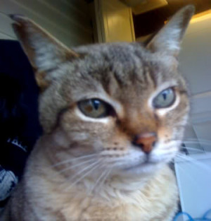 ... : My 11 yr old Bermese/Bengal kitty has a dark spot on her eye