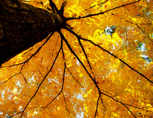 May 29, 2012 Balance , Happiness , Inspiration Intent