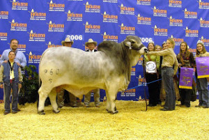 Show Cattle Quotes http://ranchhousedesigns.blogspot.com/2012/07 ...