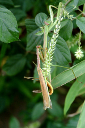 ... angustipennis (Narrow-winged Praying Mantis); DISPLAY FULL IMAGE