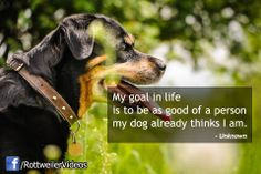 Rottweiler Quotes