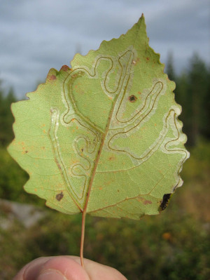 Aspen Leaf Miners