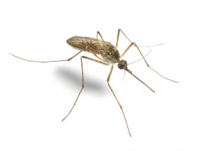Request a FREE Mosquito Control quote!
