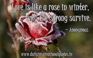 Be Strong Quotes Love Love is like a rose in winter,