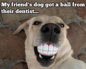 ... Dogs, Funny Pictures, Hilarious Pictures, Smile Dogs, Dental Care