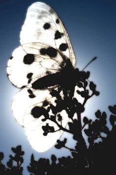 ... .” ~~~~ John O'Donohue Anam Cara: A Book of Celtic Wisdom More