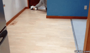 Cat Curling – Funny GIF