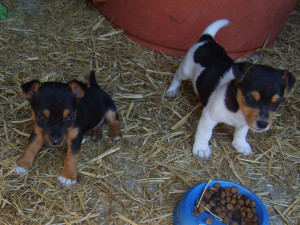 Puppies For Sale Very Small