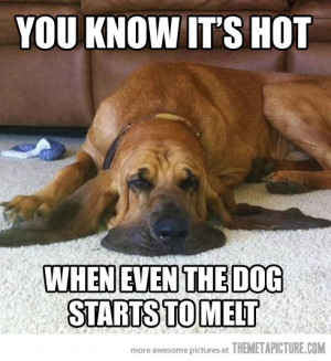 Funny photos funny dog melting floor summer