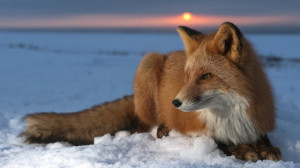 The Magickal Fox as a Totem Animal