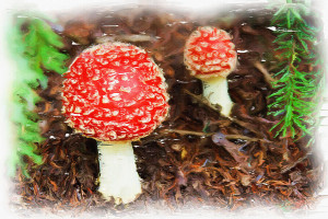 Magic Mushrooms Drugs For Sale