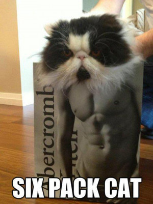 Six pack cat