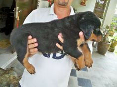 Funny Rottweiler Quotes and Pictures | rottweiler cached ...