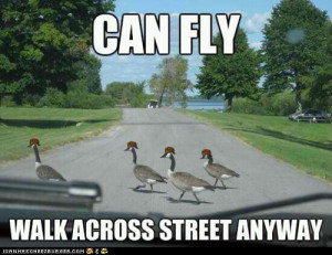 advice animals memes - Animal Memes: Scumbag Geese
