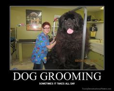 Doggie, Grooms Salons, Business Dogs Grooms, Dogs Groomer, Grooms Dogs ...