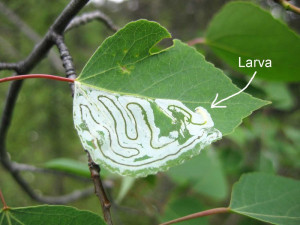 Aspen Leaves Hit The Leaf...