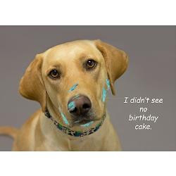 yellow_lab_cake_face_birthday_greeting_card.jpg?height=250&width=250 ...