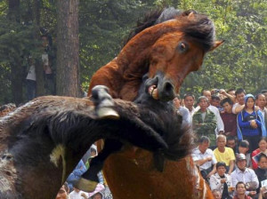 People watch horses fight during a traditional local event held by the ...