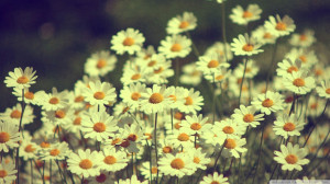 Vintage Daisies Photography Wallpaper 1920x1080 Vintage, Daisies ...
