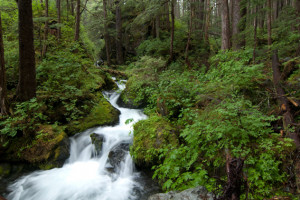 Where Are Temperate Rainforests Located In The World
