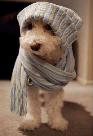 狂笑！它们的主人太有才了