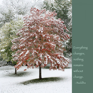 Heidi Hermes › Portfolio › Snowy Maple Tree With Buddha Quote