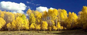 Colorado state nickname - Colourful Colorado - picture of trees