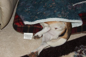 funny friday picture beagle forum