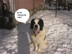 Saint Bernard Dog Sitting in the Snow