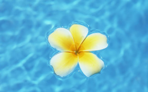 Flower Floating On Water Wallpaper #93611 - Resolution 1680x1050 px