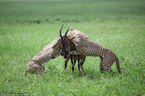 cheetah eating prey