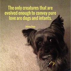 Furry friends quote. #dogs #furry #friends #animals #animalquotes # ...