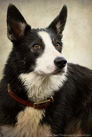 The average dog has one request to all humankind.