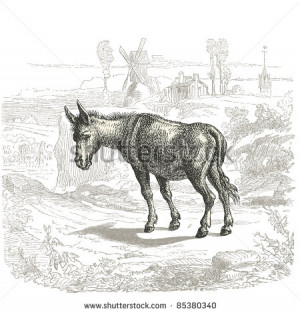 Jackass - vintage engraved illustration - 