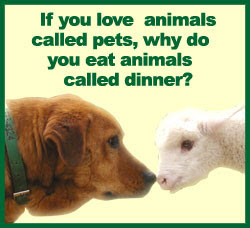 Animal Abuse