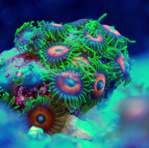 eagle eye zoas