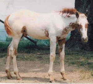 Rare Clydesdale Appaloosa Few Spot Filly in FL